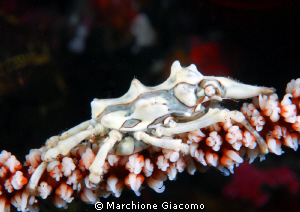 Beatifulxenocrab
Nikon D200, 60micro,twin strobo
Komodo... by Marchione Giacomo 